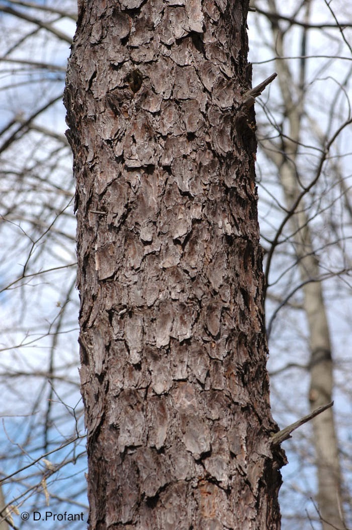 Field Biology in Southeastern Ohio Pines of Ohio