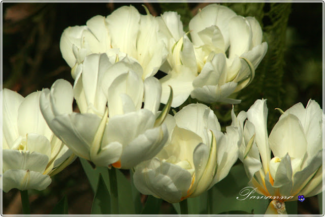 wiosna w ogrodzie, tulipany, odmiany tulipanów, czeremcha, decoupage