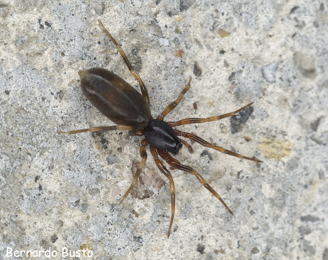 RÍA DE LA VILLA: Una araña en la pared
