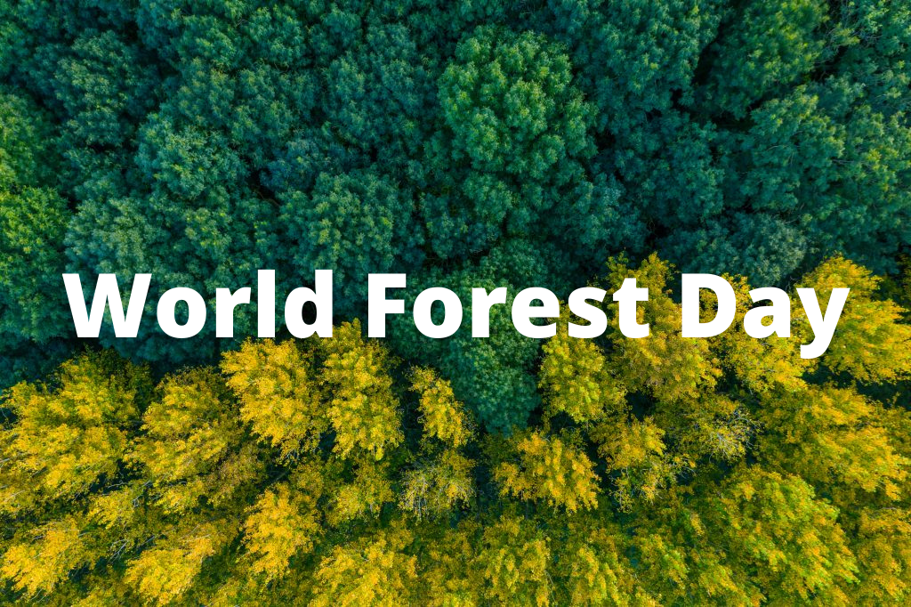 21 March World International Forest Day