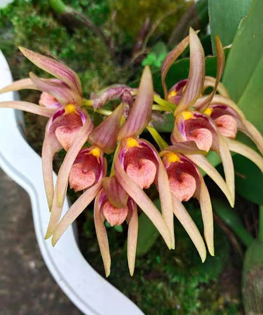 Bulbophyllum aeolium