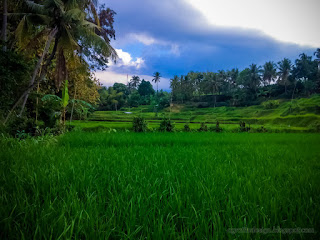 Farmlands Magnificent Scenery Of Green Rice Fields In Countryside Of Ringdikit Village North Bali Indonesia
