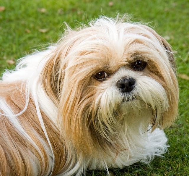 Anjing Shih Tzu memiliki tubuh kecil, hewan ini lucu dengan mantel bulu panjang 
