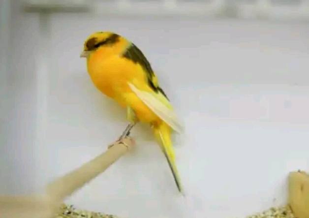 √ Mengenal 10 Jenis Burung Kenari Yang Bagus Untuk Lomba - Sukses Perawatan