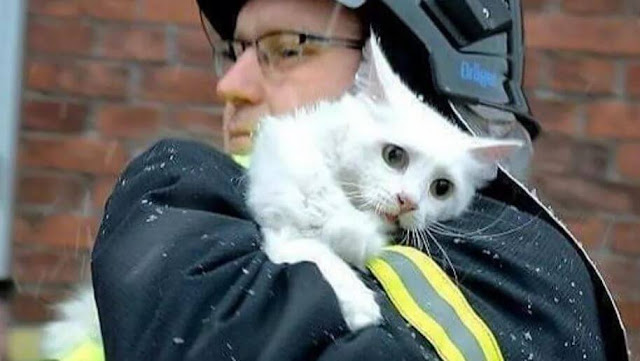 Fireman Rescues Petrified Catto From A Burning Building In Viral Photo