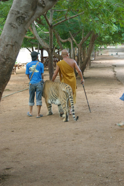   Tiger being guided through the people and other animals with the monk and qualified helper.