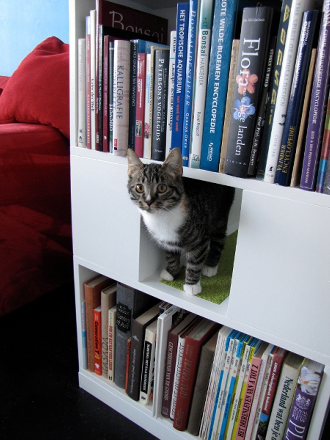 EL RINCÓN DE ALEJANDRÍA Estanterías y gatos
