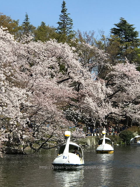 Inokashira Park Tokyo Sakura