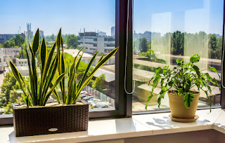 Choose Live Or Plastic Plants For Offices Near Office Chairs