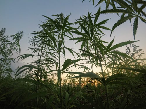 5 WAYS CANNABIS OIL CAN BE USED FOR DIABETES TREATMENT AND PREVENTION 5 WAYS CANNABIS OIL CAN BE USED FOR DIABETES TREATMENT AND PREVENTION