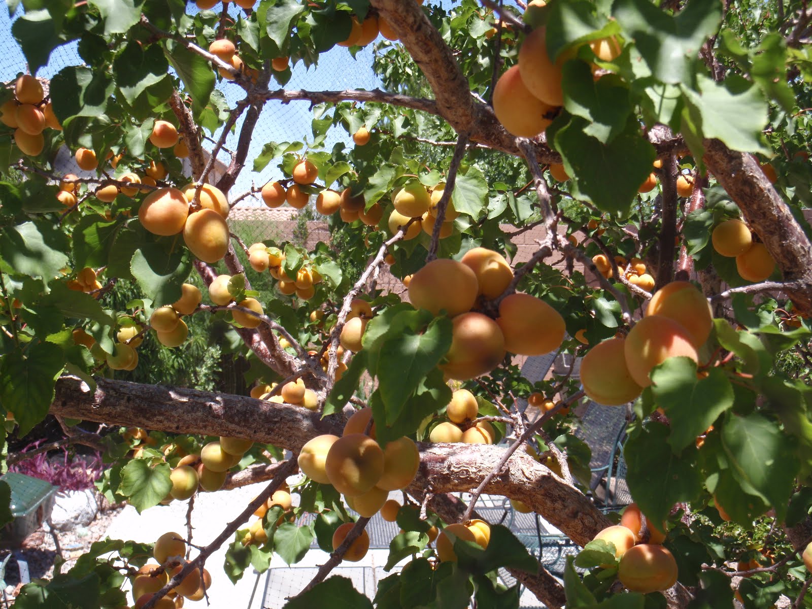 Fruit Trees Las Vegas