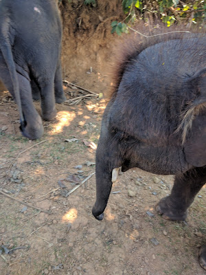 Runzelfuesschen Elternblog Elephant Rescue Park Chiang Mai mit Kind Erfahrung