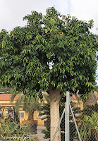 Ficus-amstel-queen-plantas-barnaplant