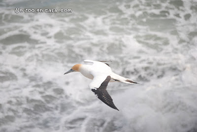 Alcatraz australiano (Morus serrator)