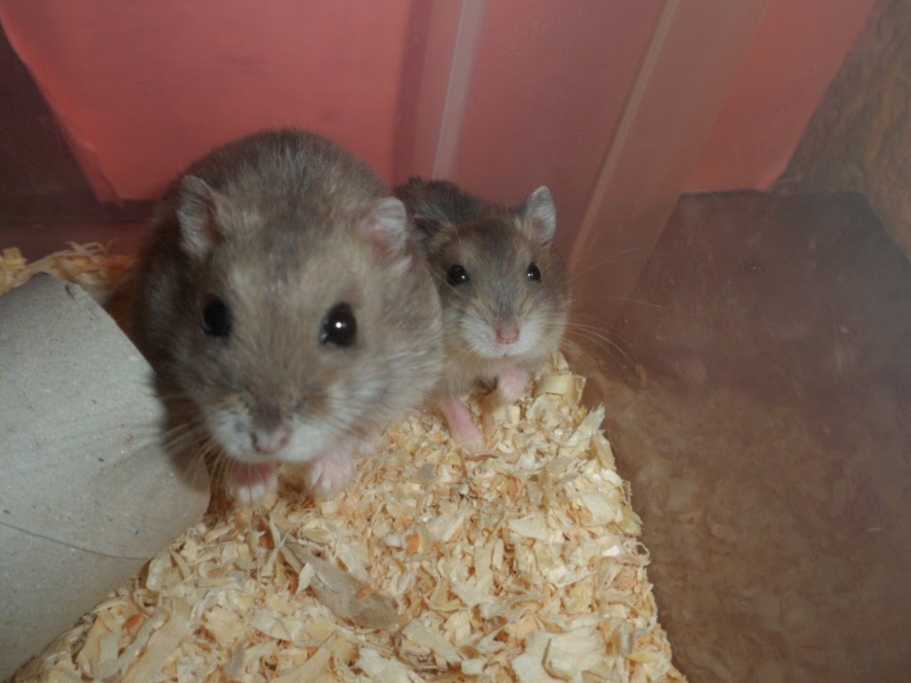 Photo inspiration: Gallery Detail: Breeding Hamsters As A Hobby And Hamsteries