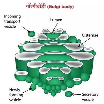 koshika-kise-kahate-hain