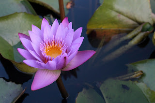 Lotus Flower HD wallpapers