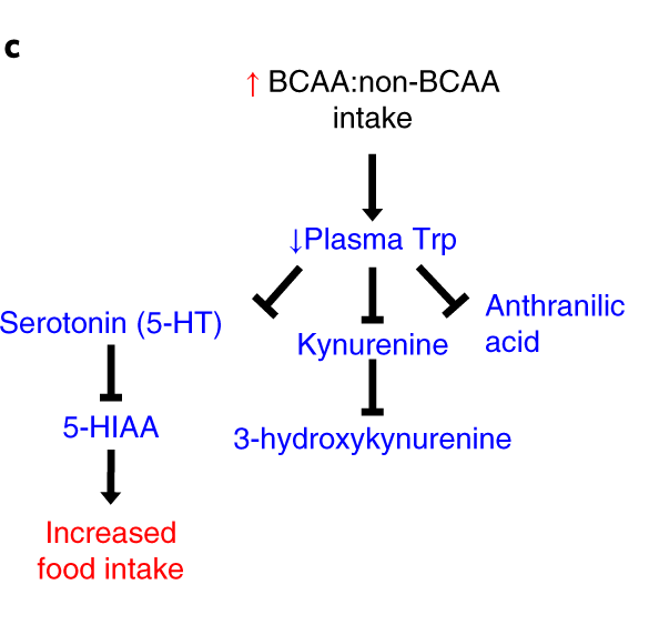 Опасности BCAA