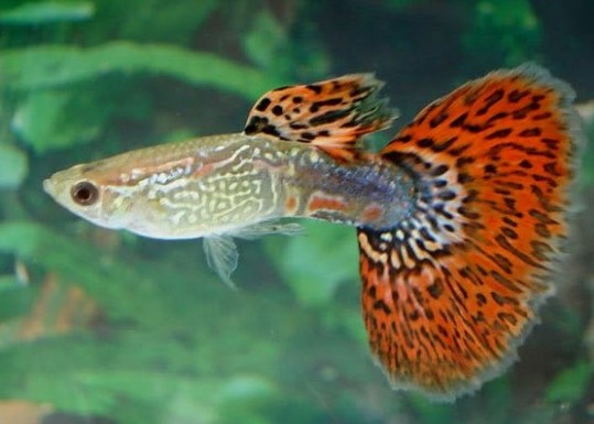 freshwater aquarium fish small