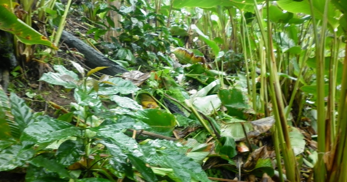 HOJA DE BIJAO CHINCAMAYO