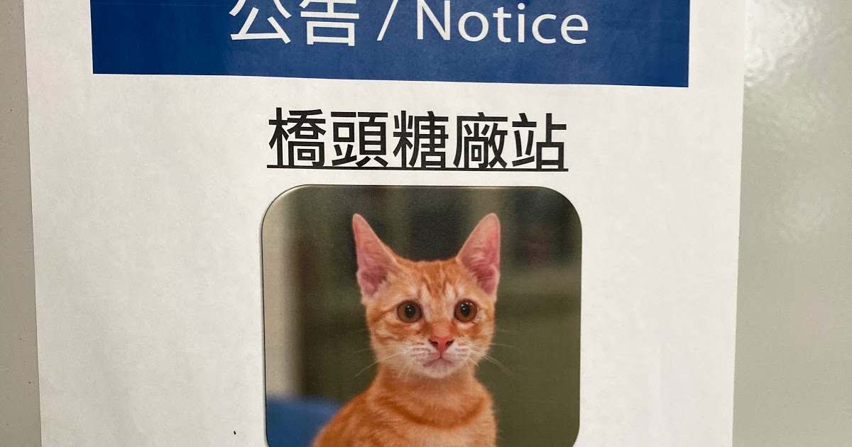 [玩樂] 探訪高捷貓站長蜜柑