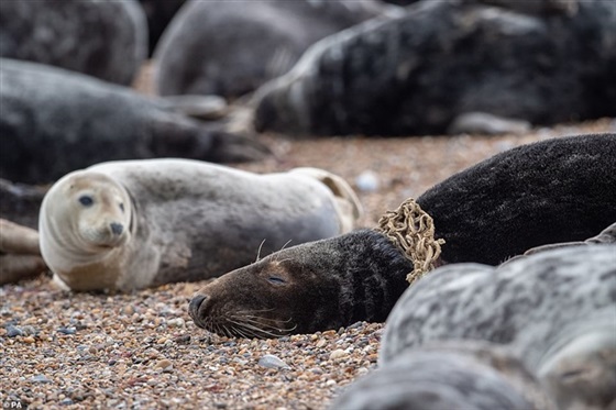 كلاب البحر في خطر كلاب البحر في خطر