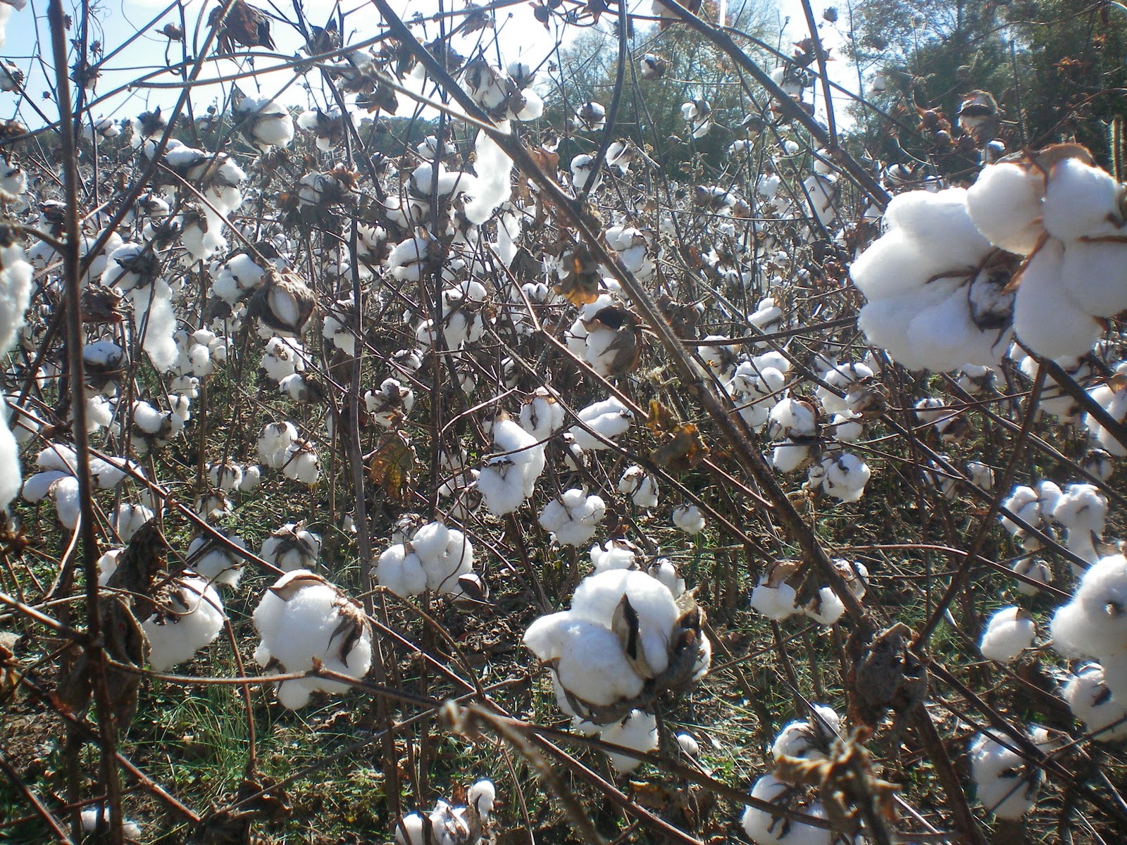 APRIL IN ALABAMA: COTTON PICKING POST