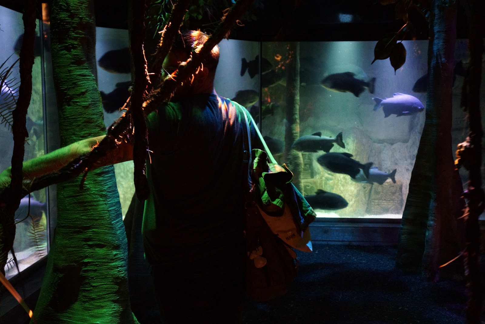 piranha at london aquarium