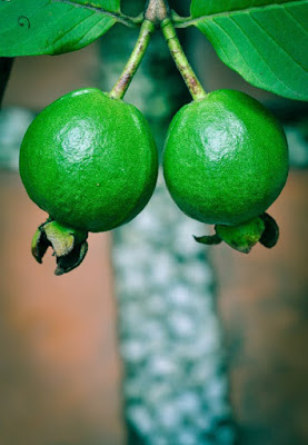 guava fruit , guava leaf