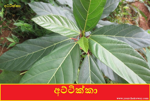 අට්ටික්කා [Attikka] (Ficus Racemosa) - Your Choice Way