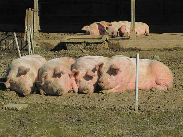 swine breeds, pet pig, pig breeds, british pig breeds