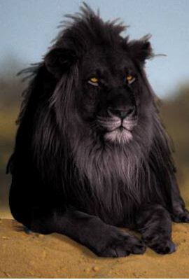 Is the Black Lion Real ? - Oh My Facts