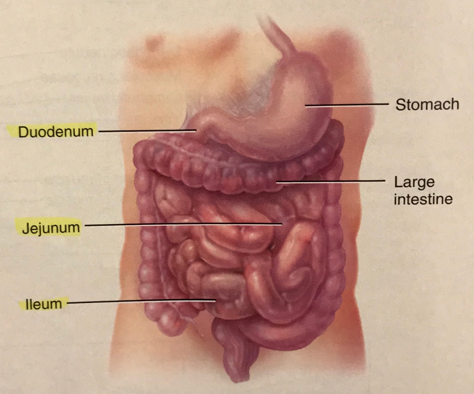 Кишечник человека схема расположения у женщин фото
