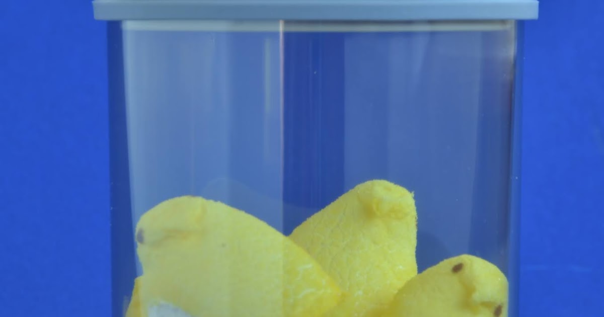 Candy Experiments Growing and Shrinking Marshmallows