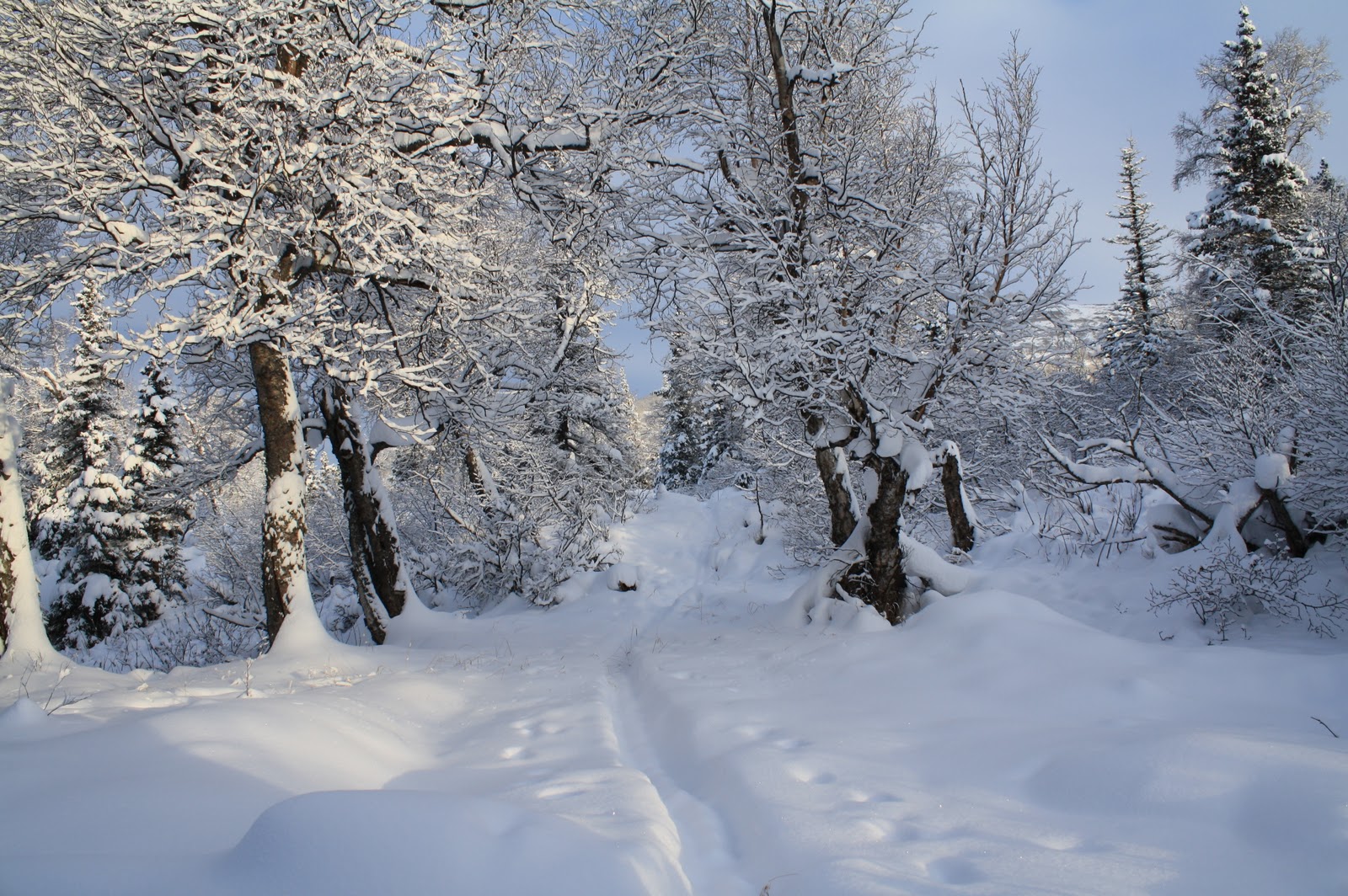 Alaska Jack Chugach State Park Wolverine Peak