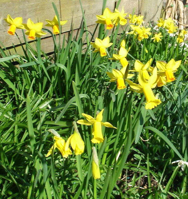 NUMBER 19 Our host of daffodils.