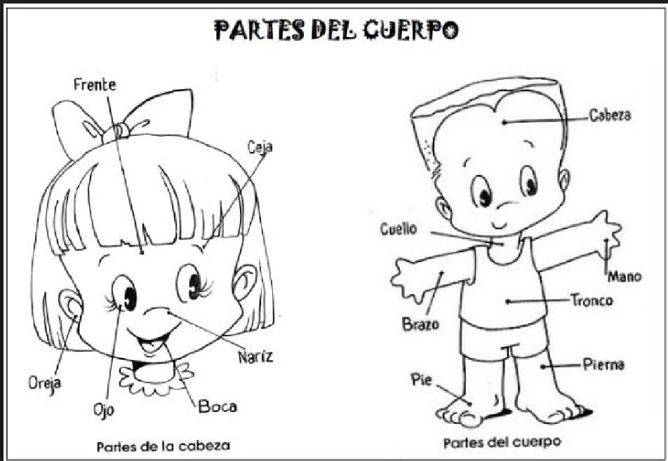 Fichas de Primaria: Las partes del cuerpo