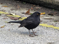 blackbirds livorno tweet don