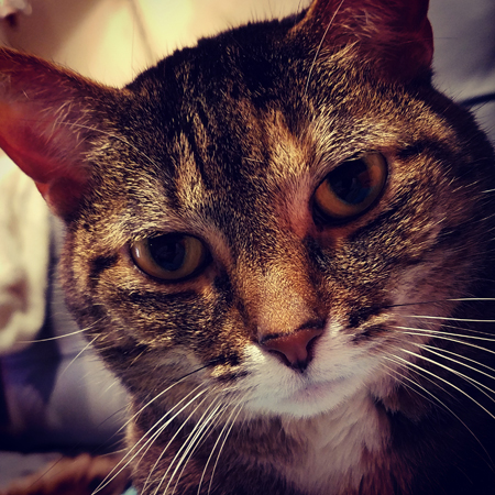 image of Sophie the Torbie Cat's face in close-up; she has a VERY SERIOUS expression on her face