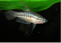 Pygmy Gourami, Ikan hias air tawar terindah, setelah pemijahan