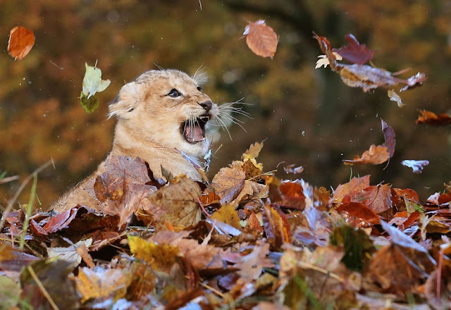 Очаровательные фото молодой львицы