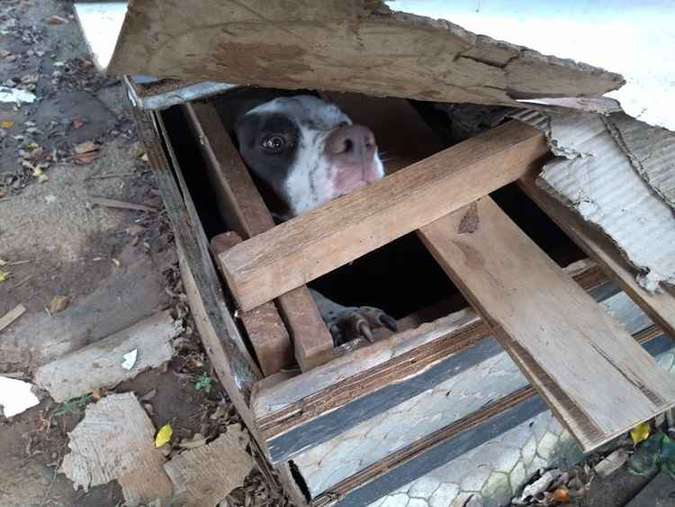 Tribunadesamambaia Denúncia Anonima em Samambaia Faz P M Resgata dois