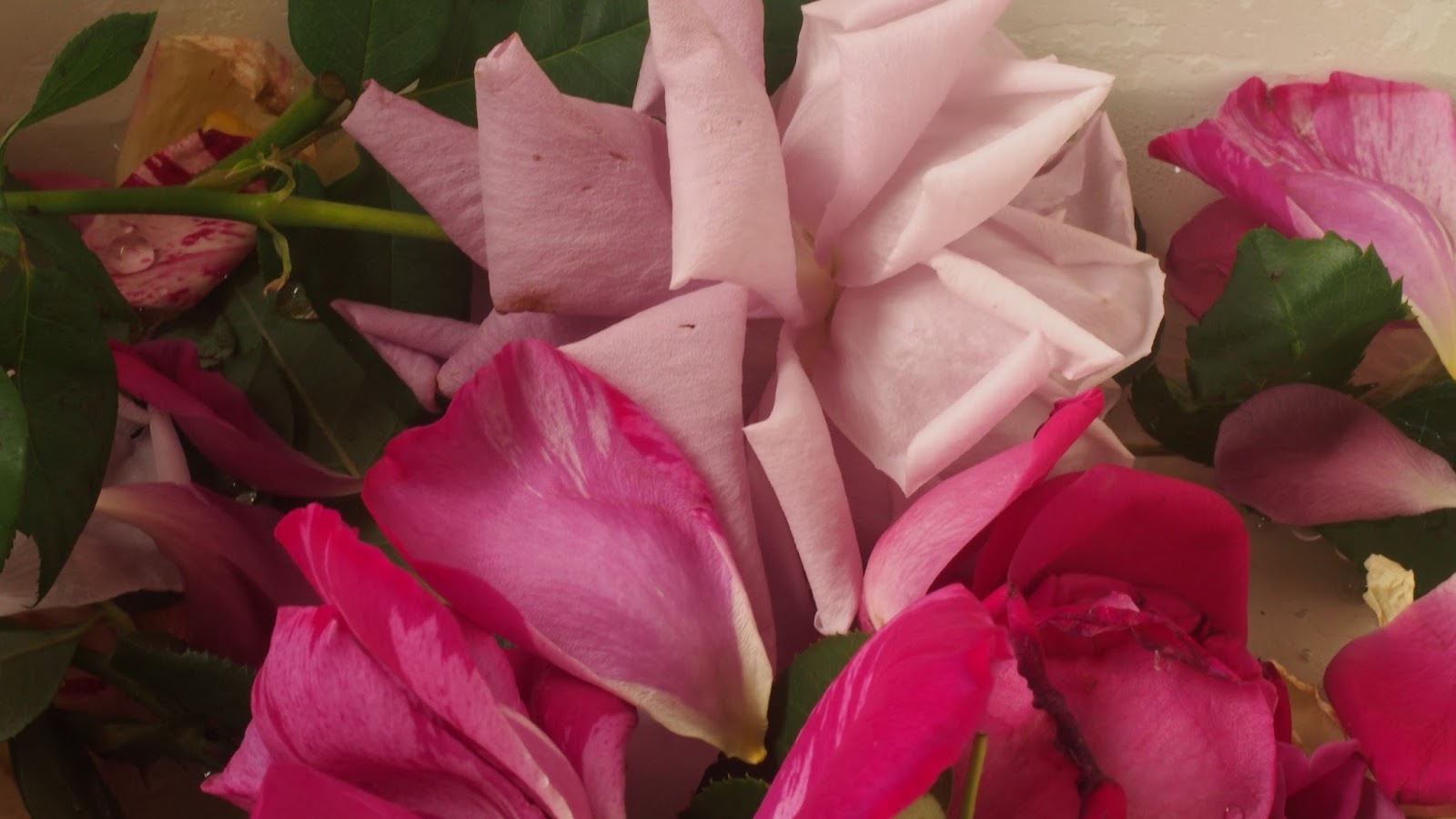 roses and rose petals