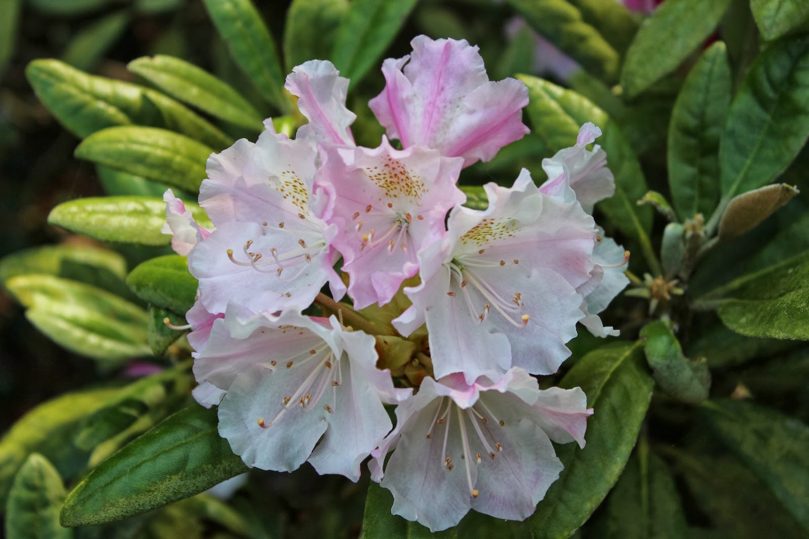 Growing Conditions For Rhododendrons
