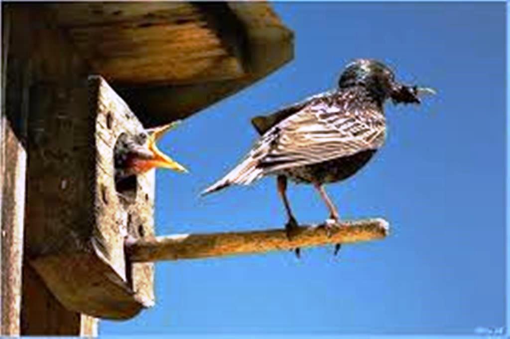 в начале апреля уже шумели. шумели скворцы и летали в саду желтые. скворушка потапенко. то солнце тусклое блестит, то туча черная повиснет. шумели скворцы и летали в саду желтые.