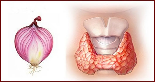 I medici hanno confermato: le cipolle rosse fanno meraviglie per la ghiandola tiroidea (ricetta)