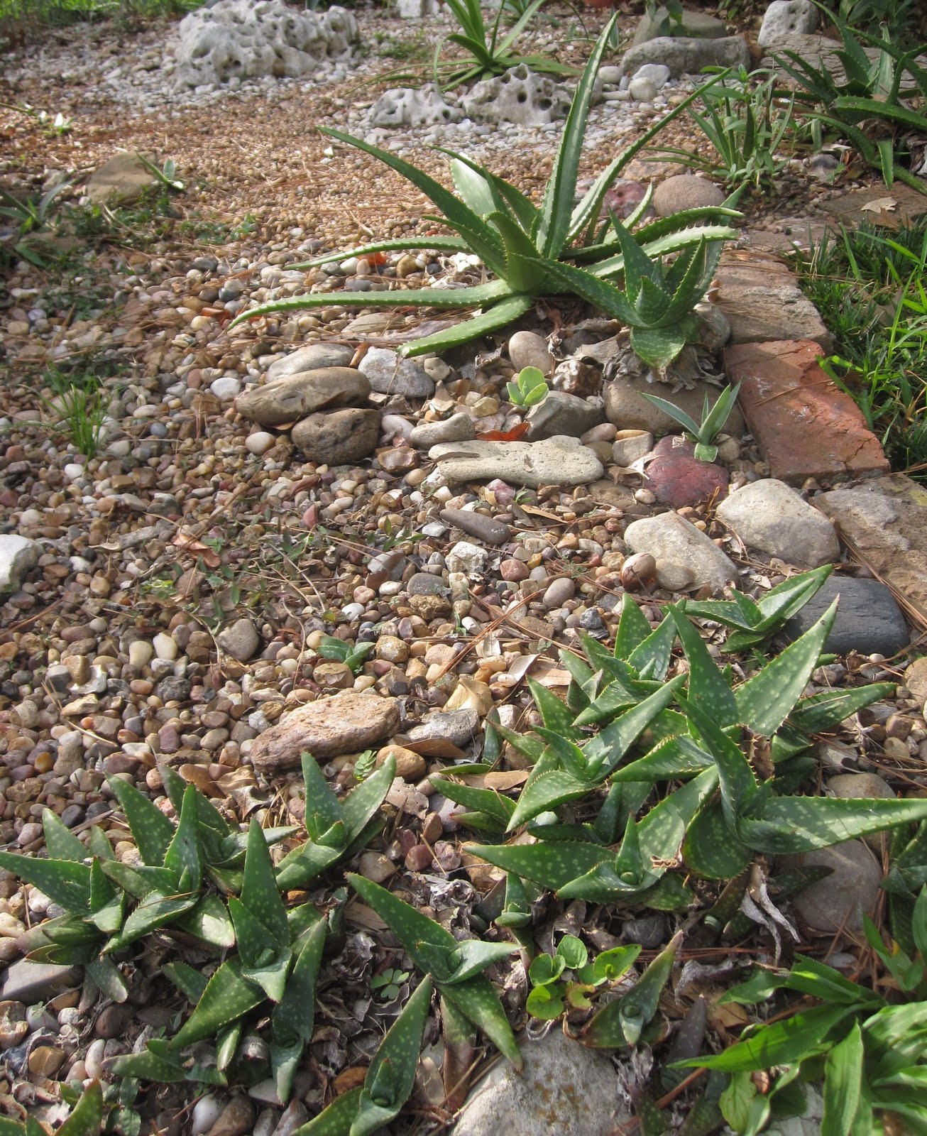 Tropical Texana: LANDSCAPING WITH ALOES: UNSUNG HEROES