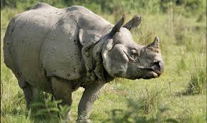 Kumpulan Soal Penilaian Harian Ips Kelas 7 Materi Flora Dan Fauna Didno76 Com