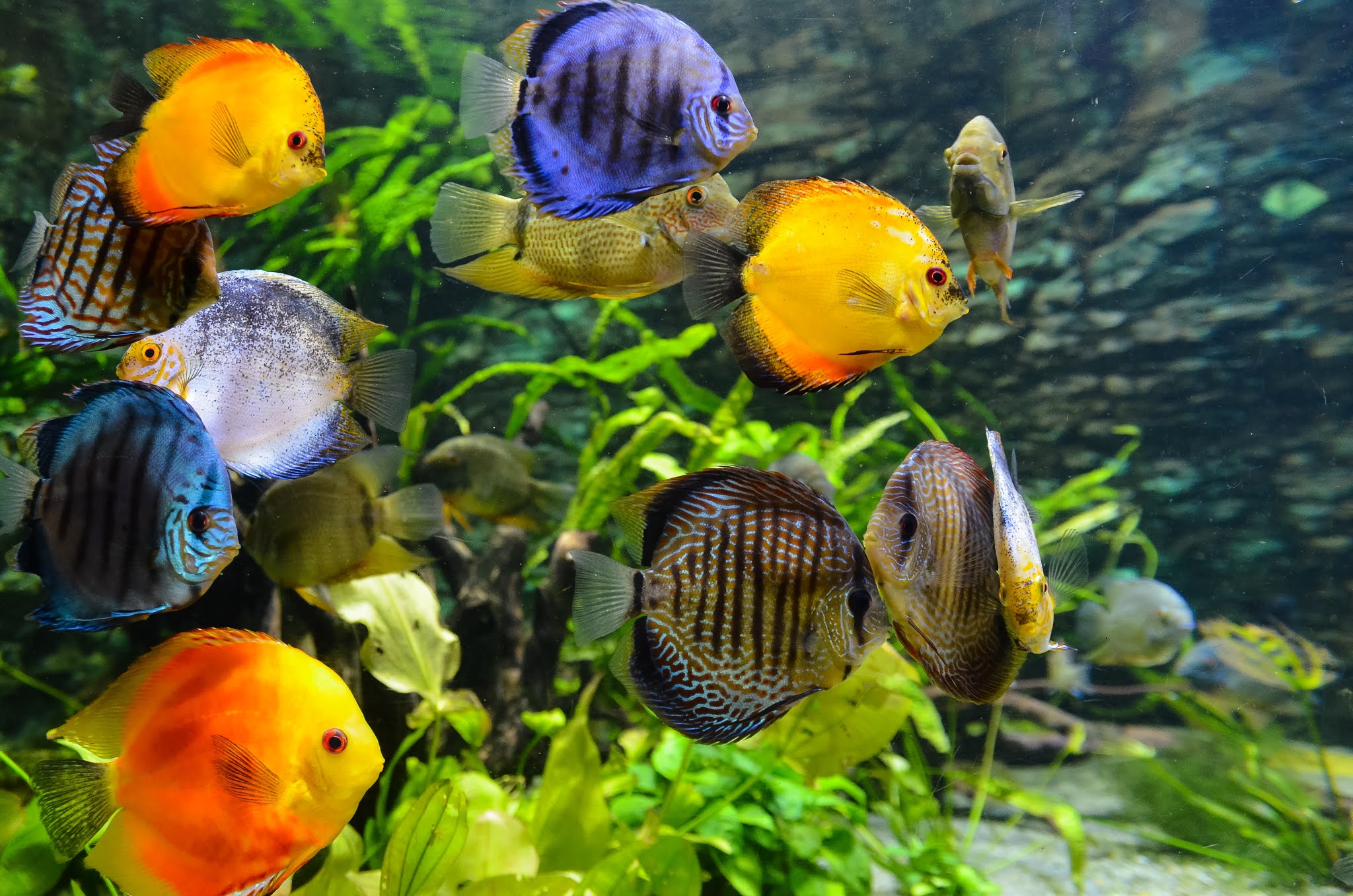 BEHAVIORAL CHANGES IN AQUARIUM FISH