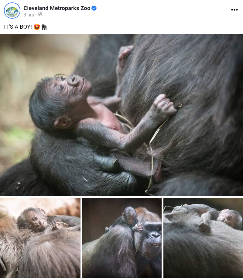 Monkey born at San Francisco Zoo